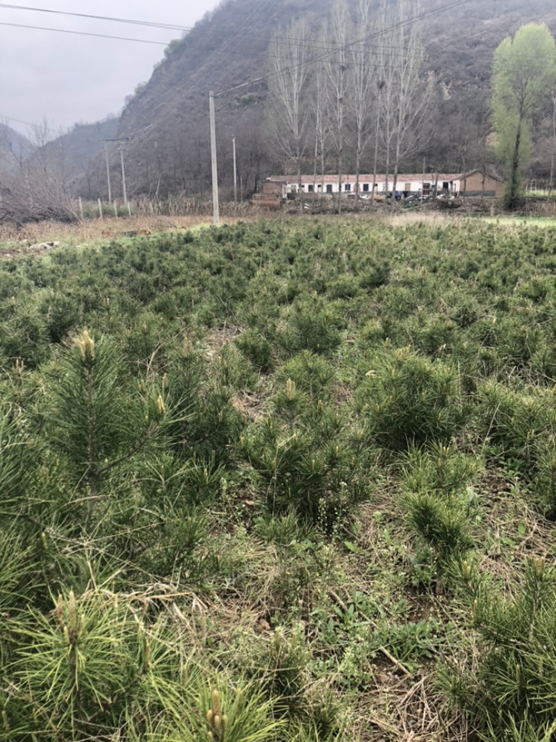 白皮松景观苗矮桩可造型叉头多