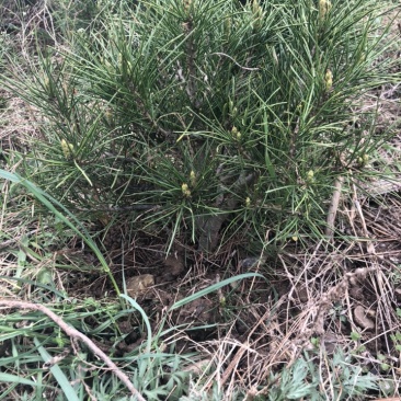 白皮松景观苗矮桩可造型叉头多