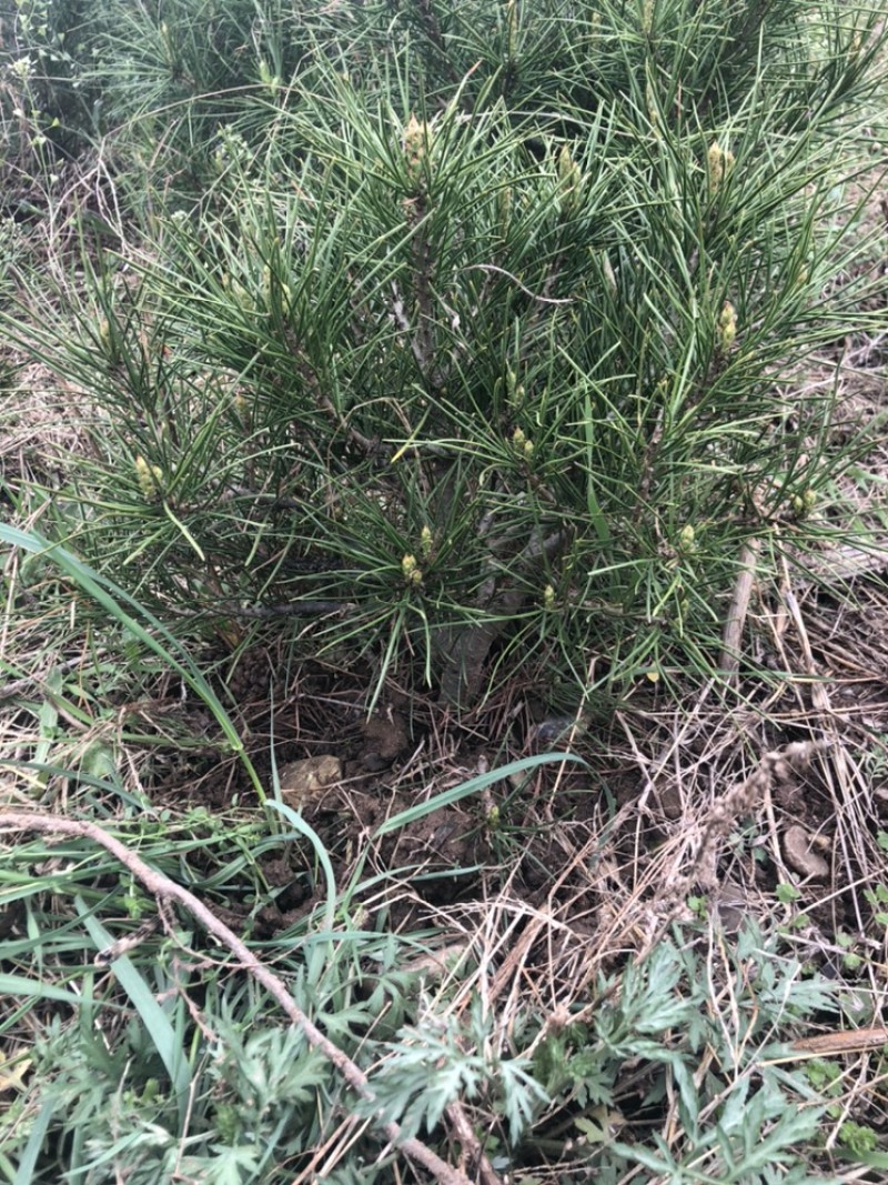 白皮松景观苗矮桩可造型叉头多
