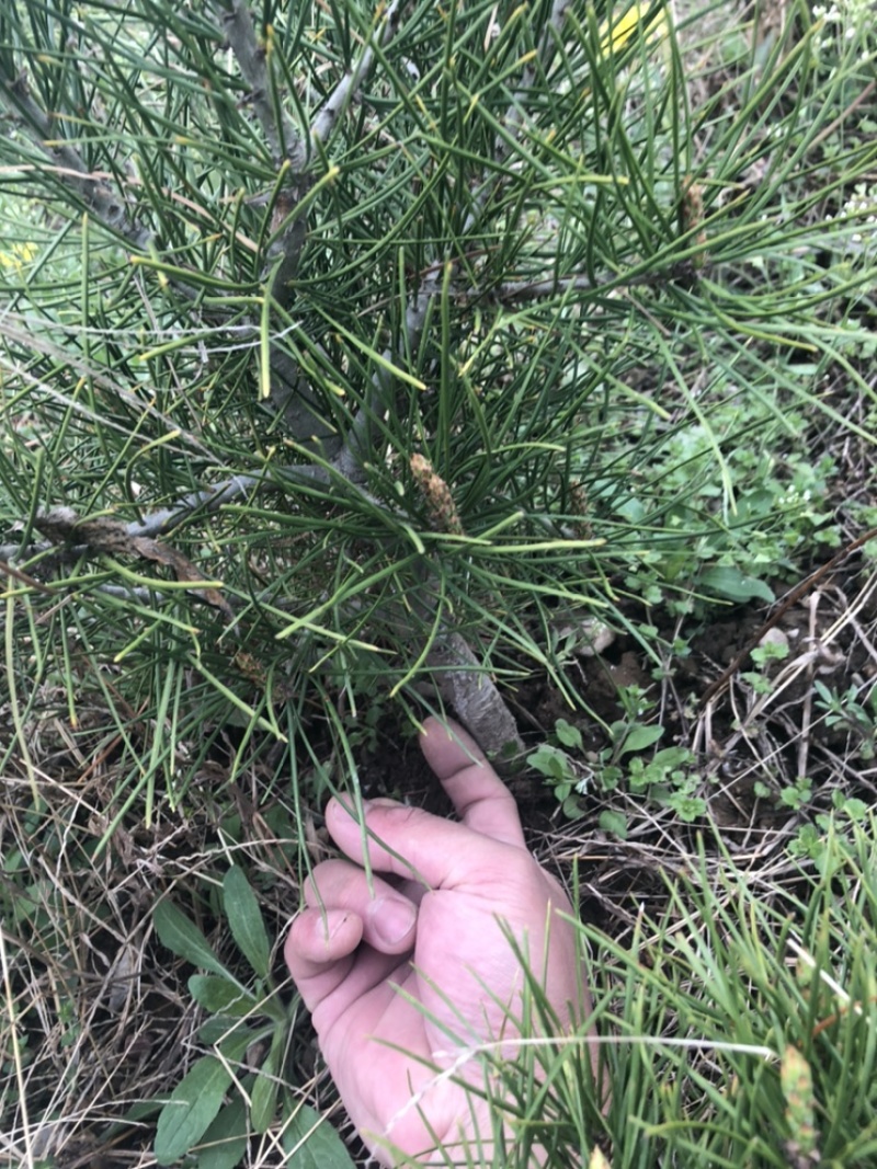 白皮松景观苗矮桩可造型叉头多
