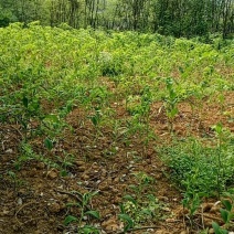 猪屎尾，正宗湘玉竹(高禾二年种茎三丫正宗湘玉竹。种茎。