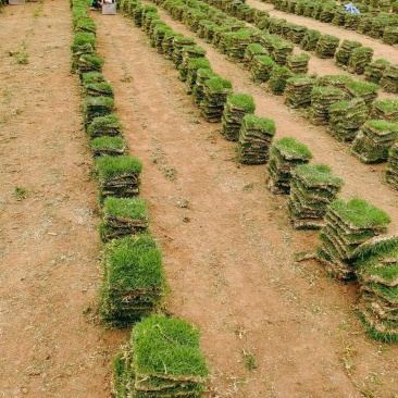 大量优质精品马尼拉台湾草块草卷