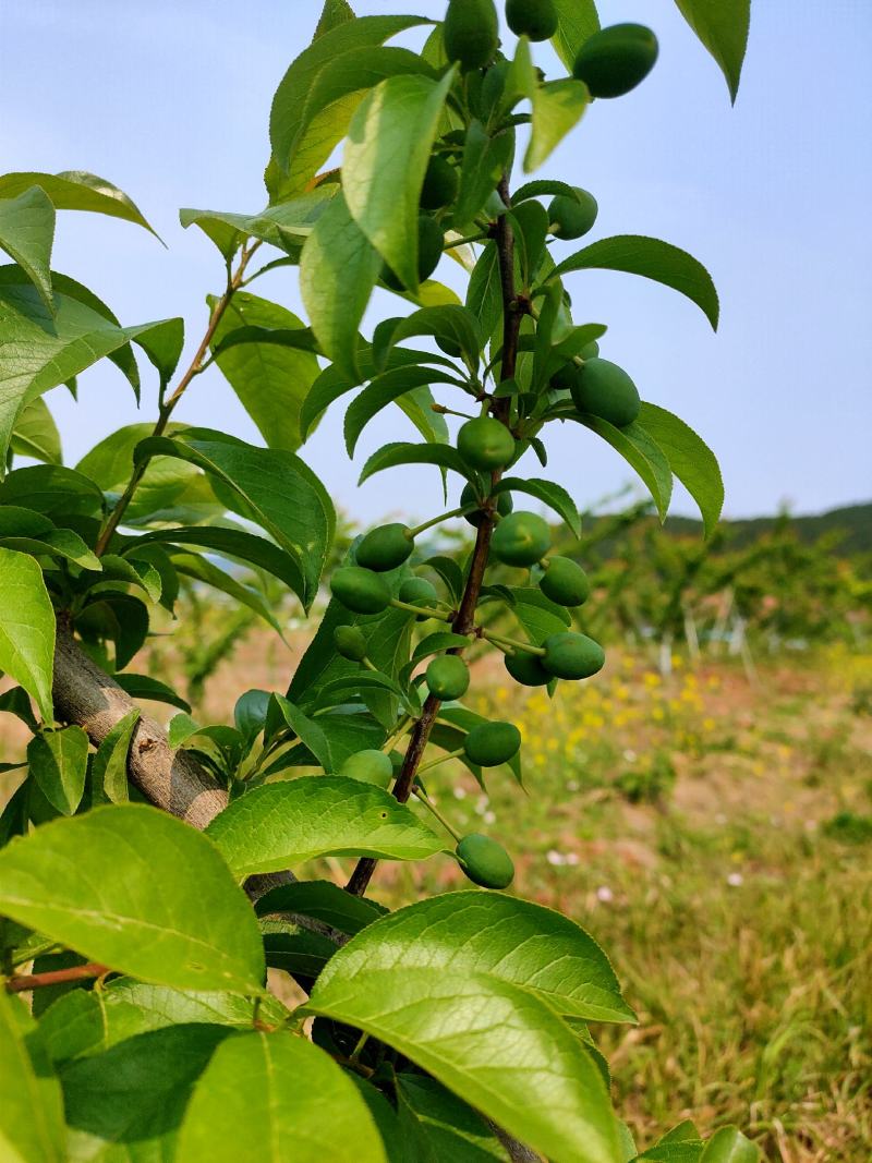 万亩凤凰李子基地发货