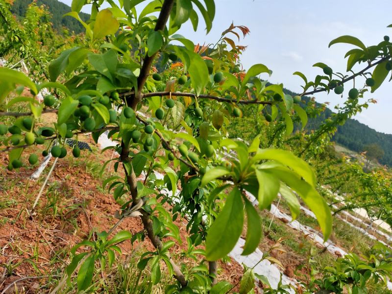 万亩凤凰李子基地发货