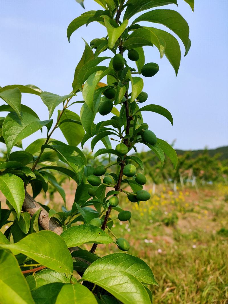 万亩凤凰李子基地发货
