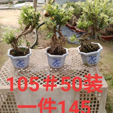 白盆提根六月雪小盆栽