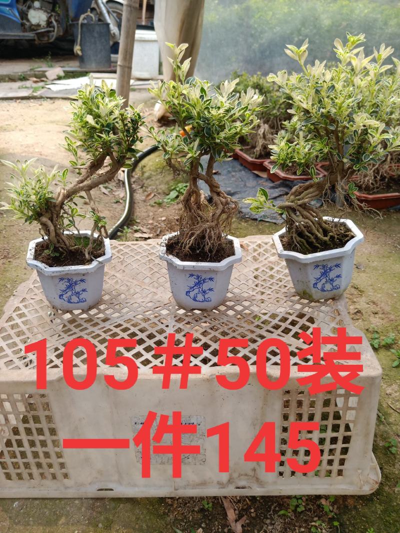 白盆提根六月雪小盆栽