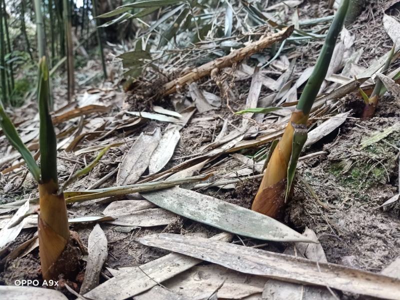 苦笋，高山苦笋，优质苦笋出售，一手货源，欢迎老板预订！