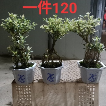白盆提根六月雪小盆景