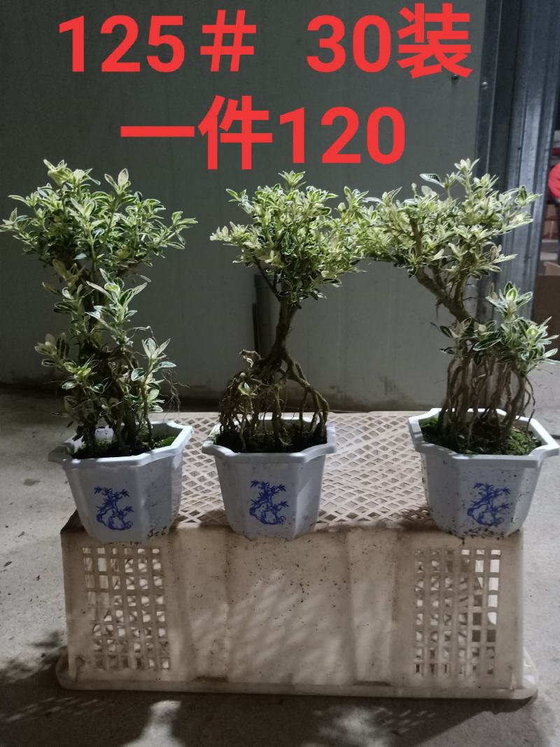 白盆提根六月雪小盆景