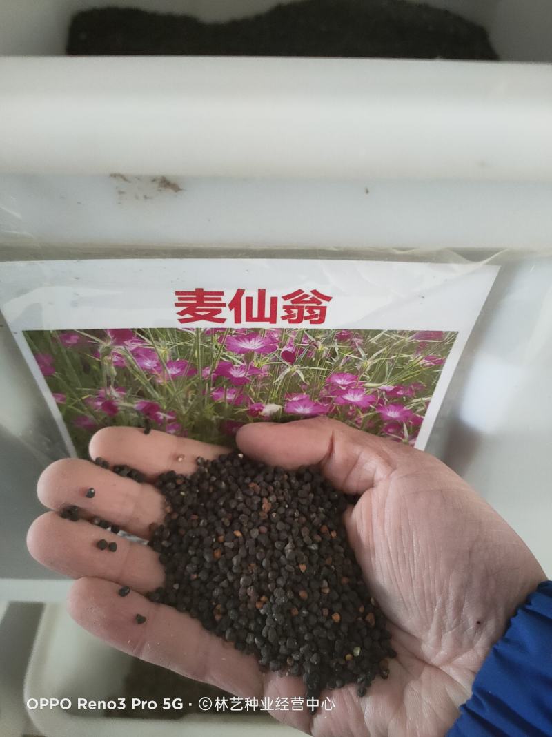 麦仙翁种子四季播种粗生野花种子易种活阳台庭院盆栽观赏植物