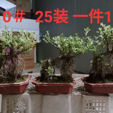 提根白盆就月雪小盆景