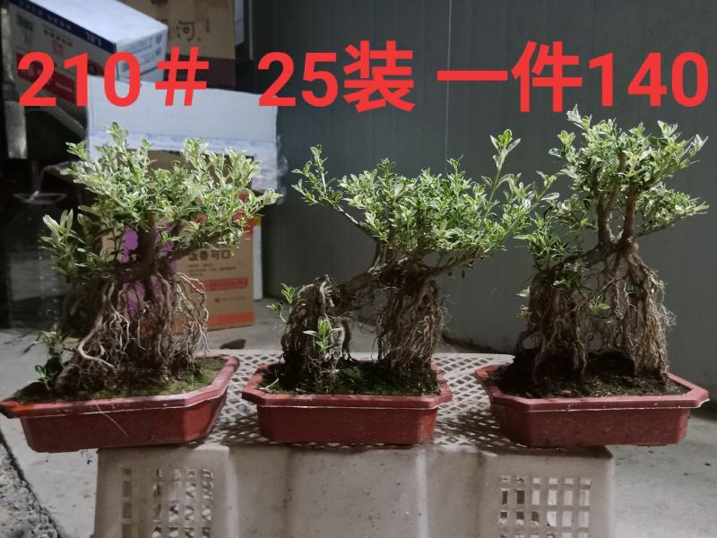 提根白盆就月雪小盆景