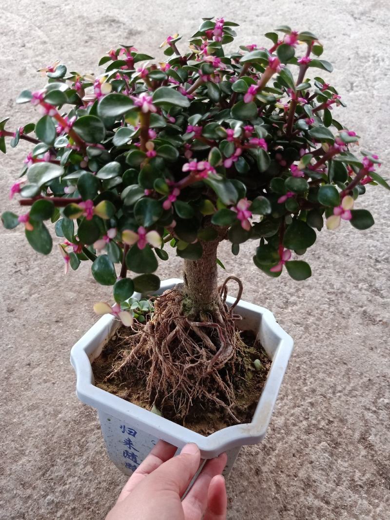 提根金枝玉叶白盆小盆景