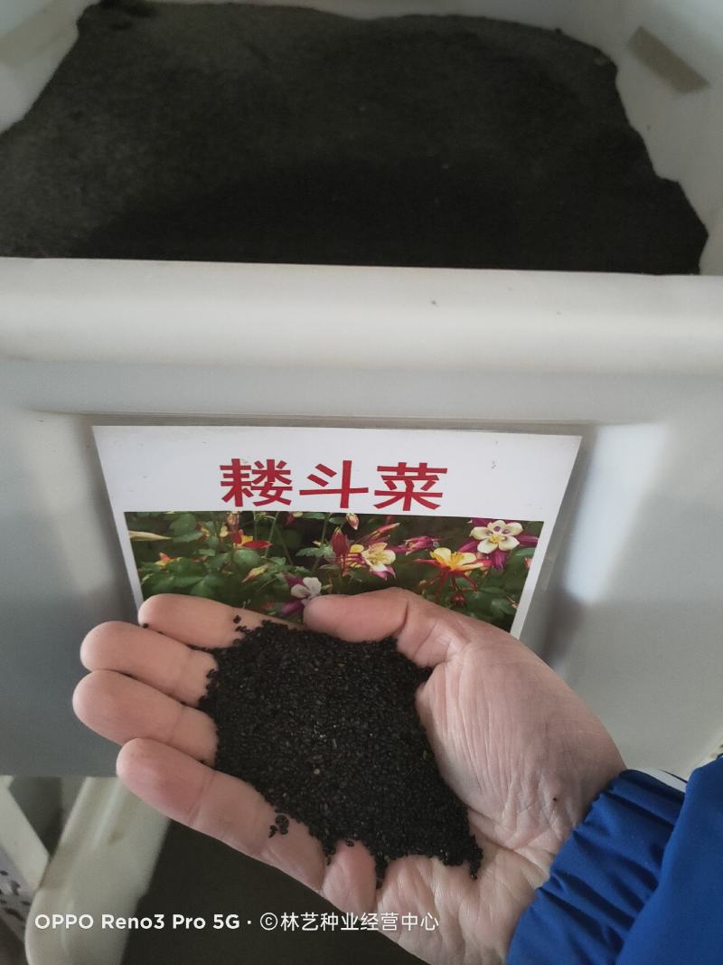 耧斗菜种子大花重瓣四季不断开花多年生阳台室外庭院花种子猫
