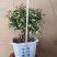 提根金枝玉叶白盆小盆景