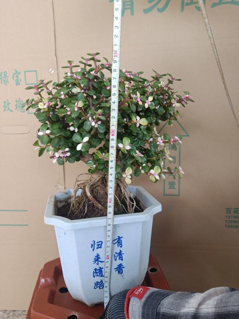 提根金枝玉叶白盆小盆景