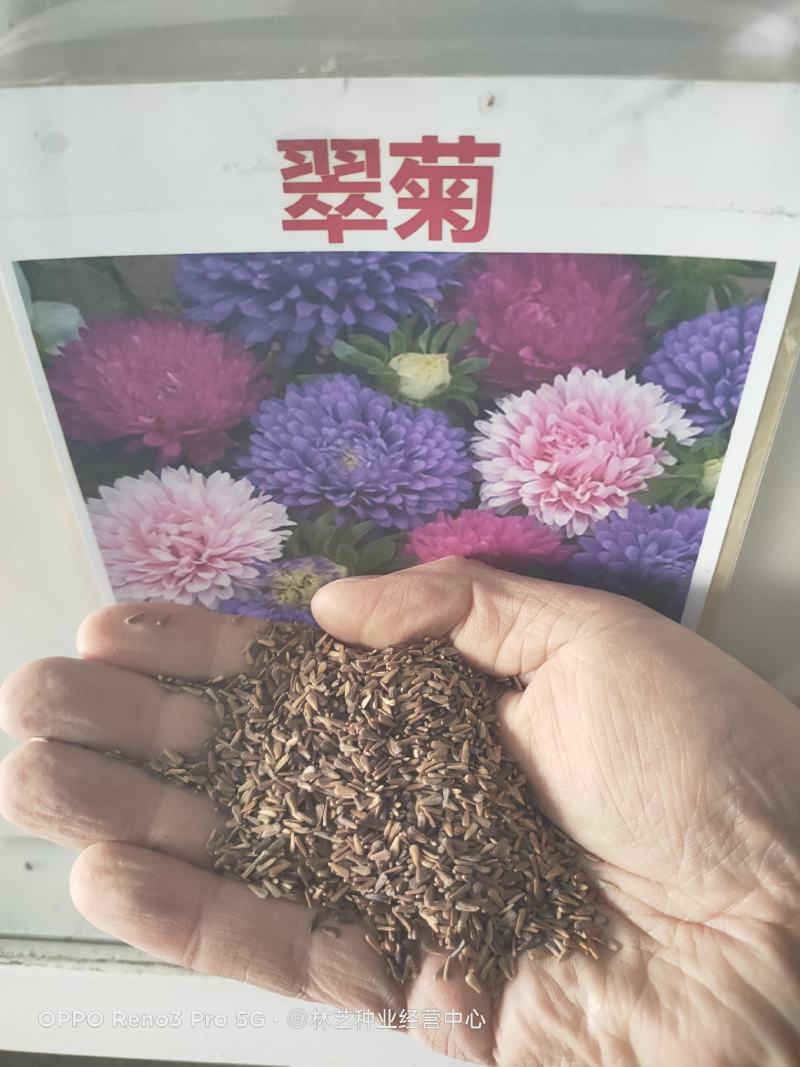 雏菊花种子四季开花不断易活花海公园盆栽苗室内外阳台庭院