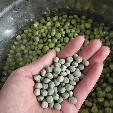 干豌豆跑江湖地摊十元三斤模式一斤泡两斤