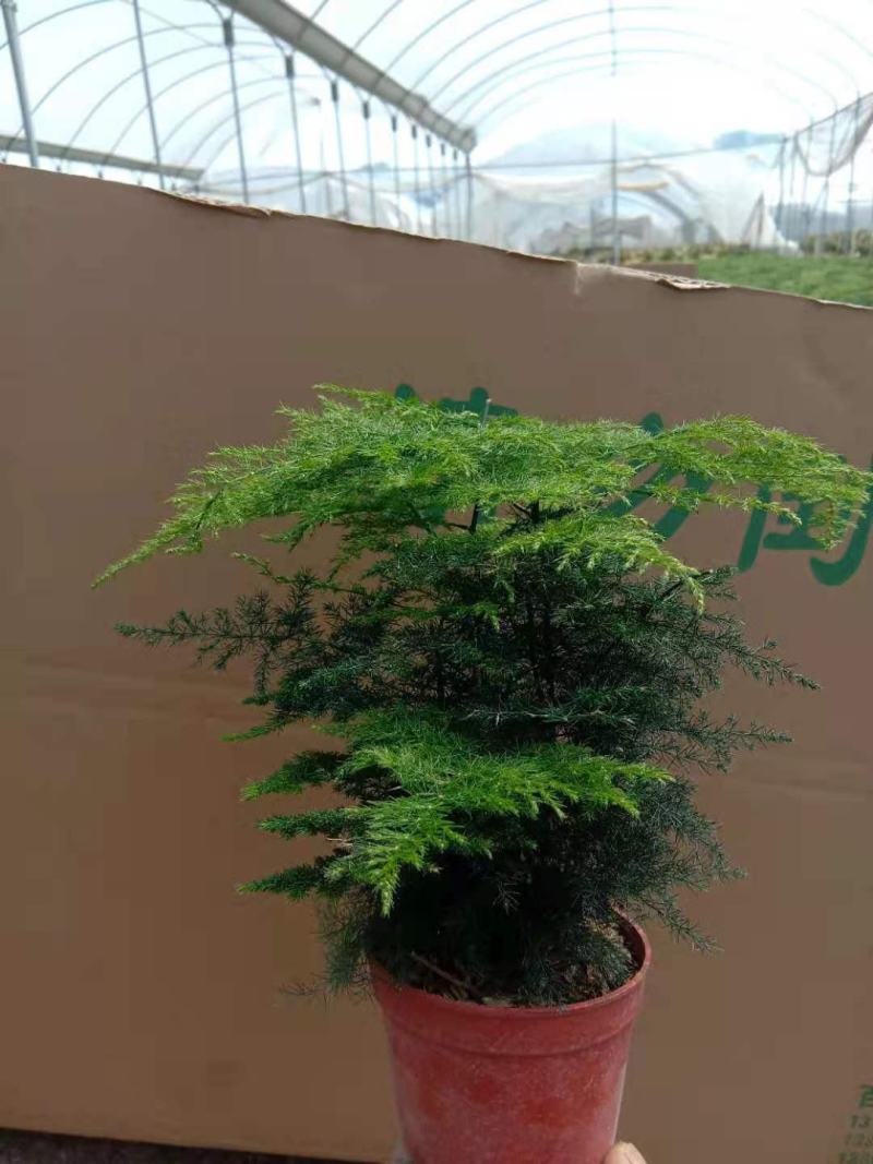 48装小文竹小盆栽