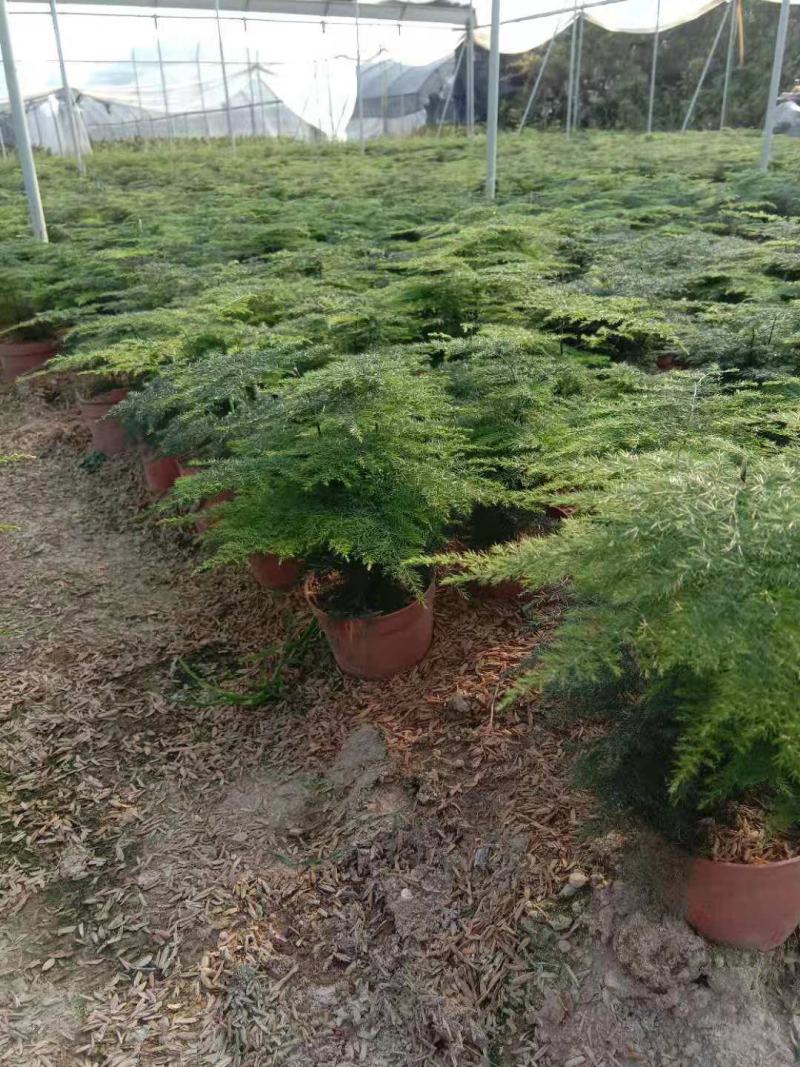 48装小文竹小盆栽