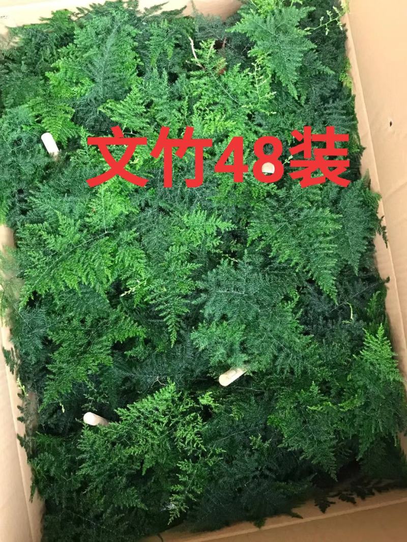 48装小文竹小盆栽