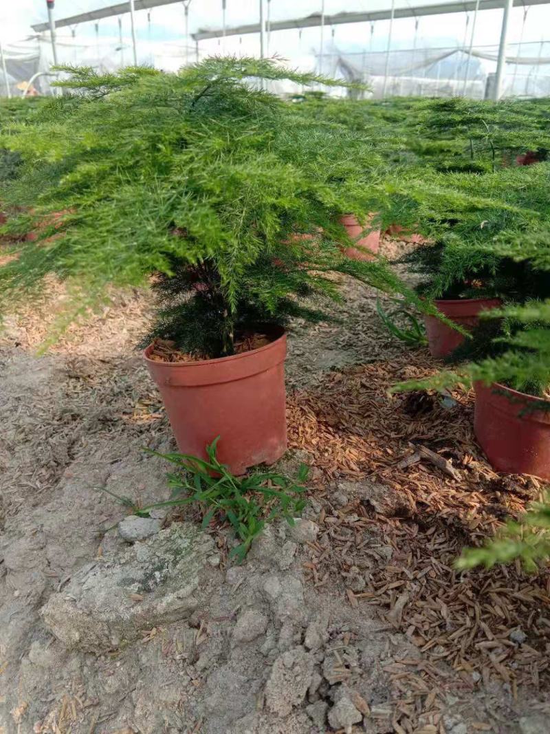 48装小文竹小盆栽