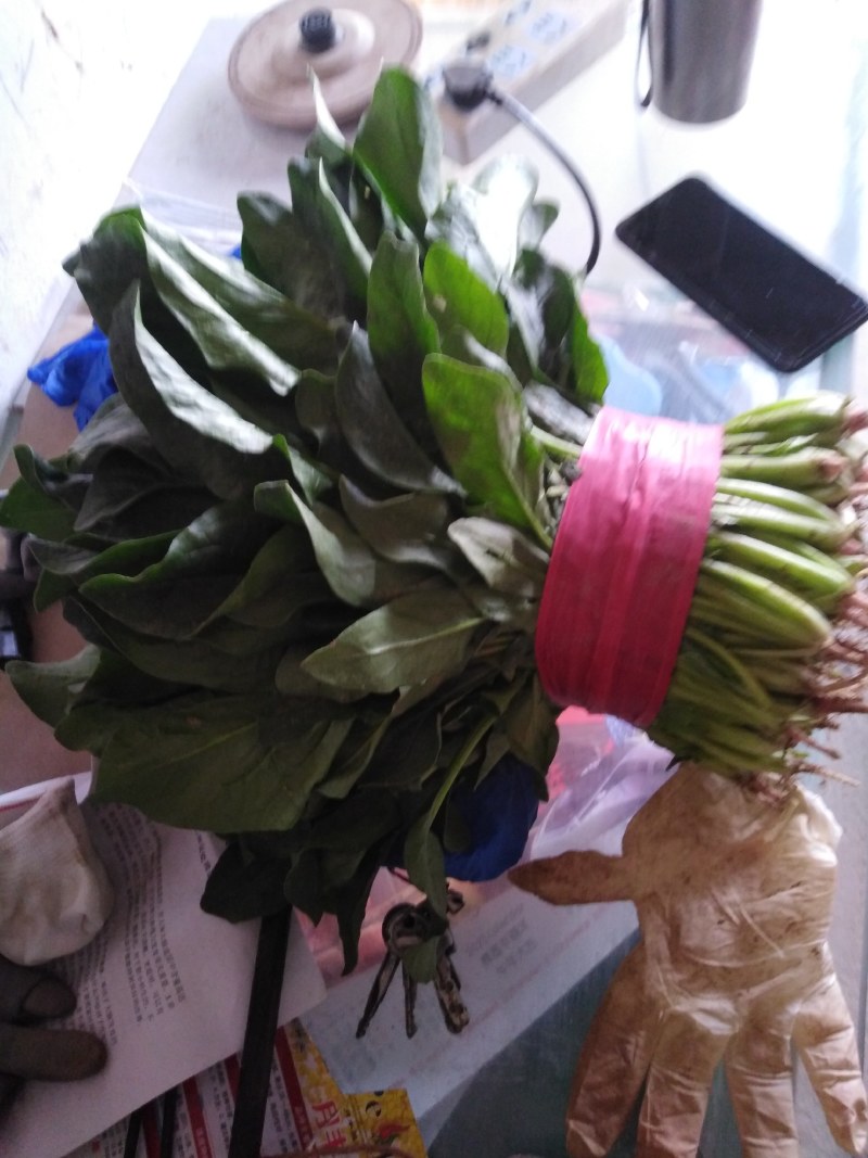 大叶菠菜，商超直供，代发全国各地，欢迎合作！