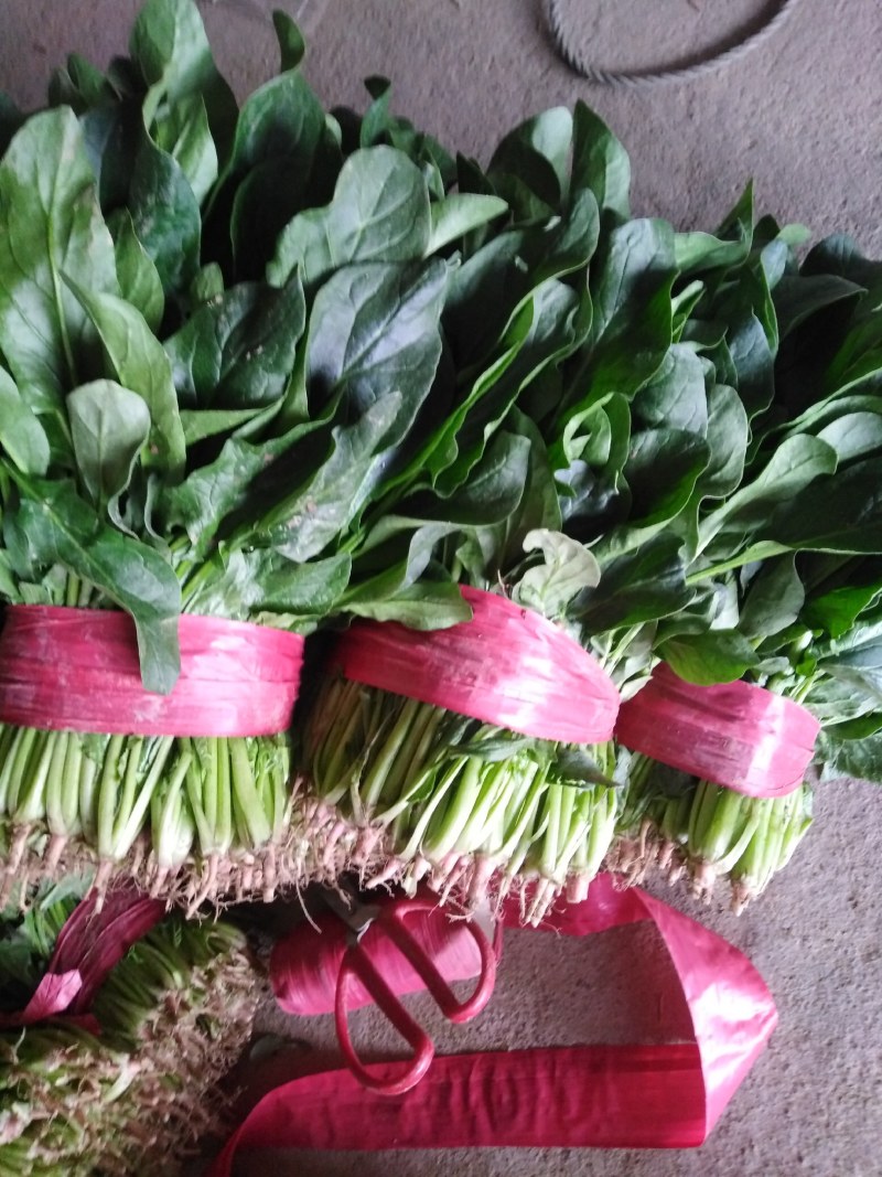 大叶菠菜，商超直供，代发全国各地，欢迎合作！