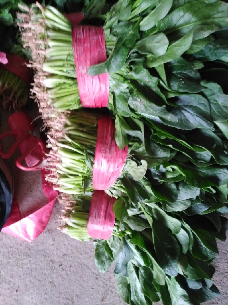 大叶菠菜，商超直供，代发全国各地，欢迎合作！