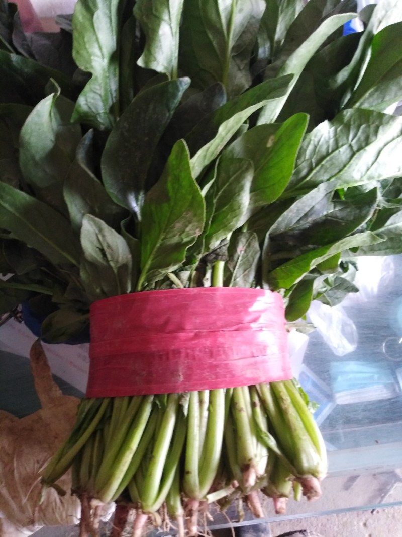 大叶菠菜，商超直供，代发全国各地，欢迎合作！