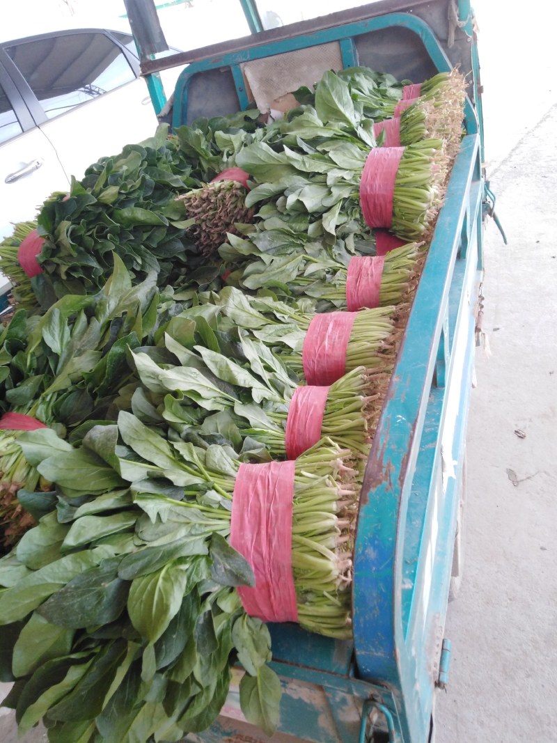 大叶菠菜，商超直供，代发全国各地，欢迎合作！