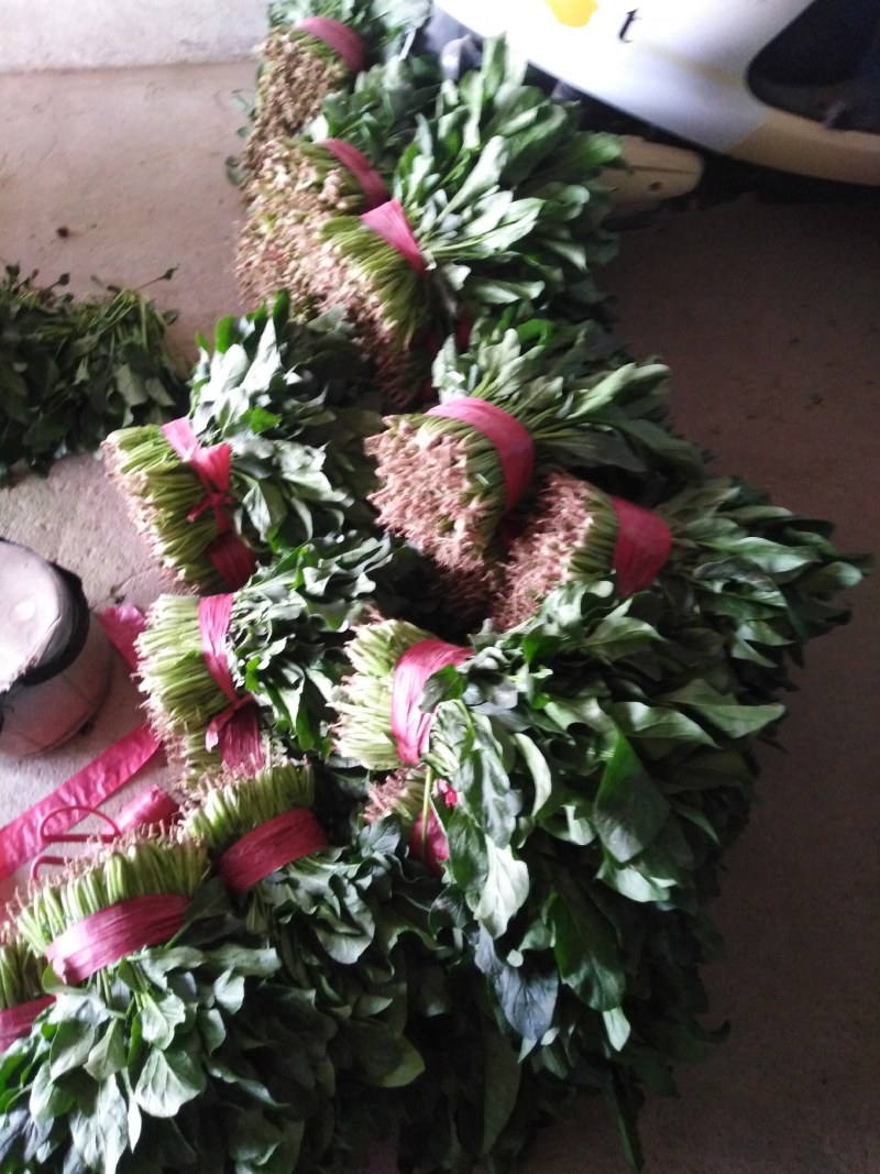 大叶菠菜，商超直供，代发全国各地，欢迎合作！