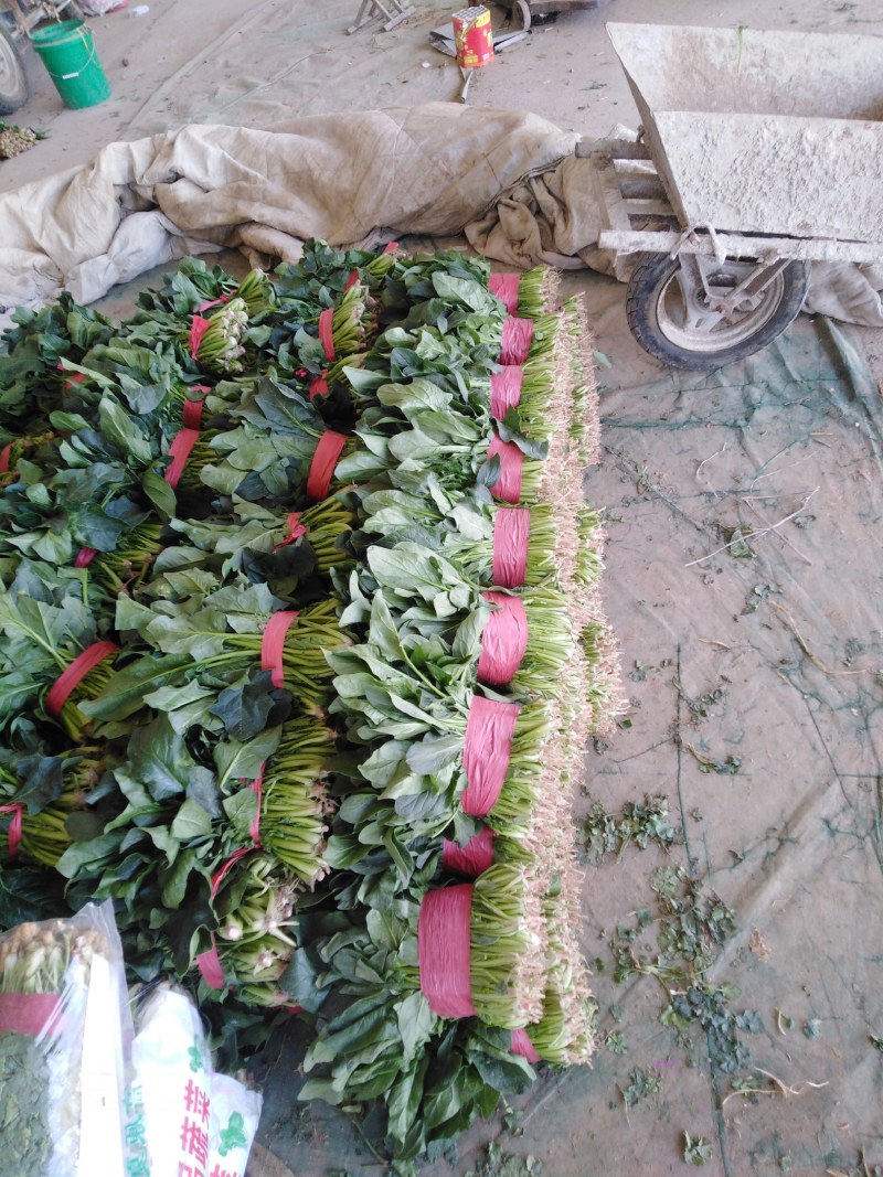 大叶菠菜，商超直供，代发全国各地，欢迎合作！