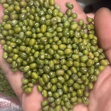 绿豆，干度好，颜色绿，经过精密机器筛选，质量保证！
