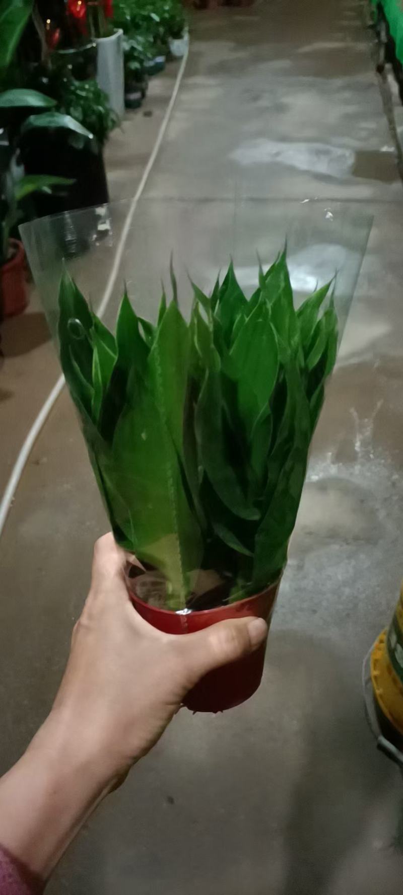 观音竹48装
