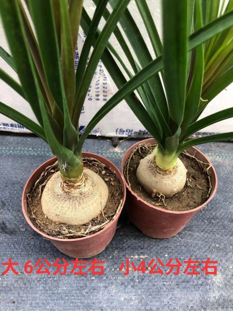 酒瓶兰