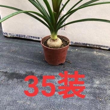 酒瓶兰