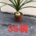 酒瓶兰
