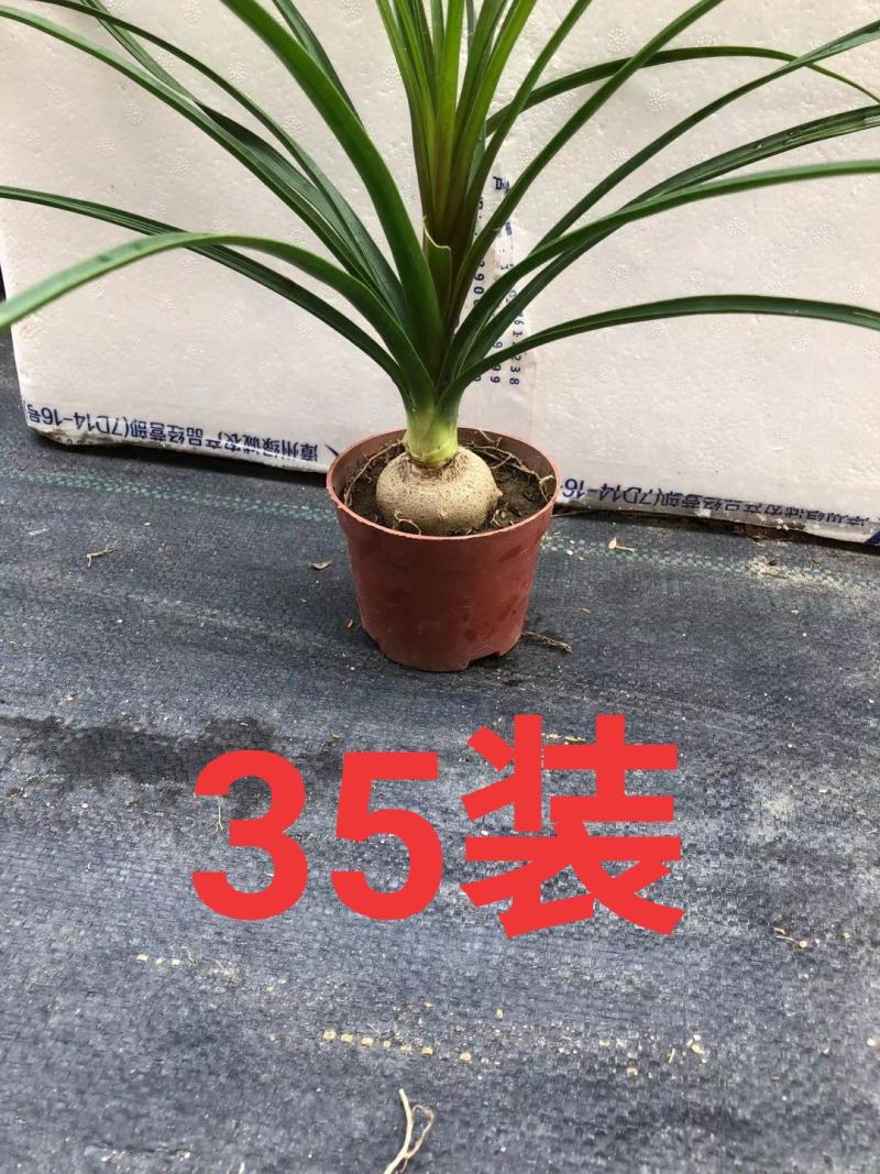 酒瓶兰