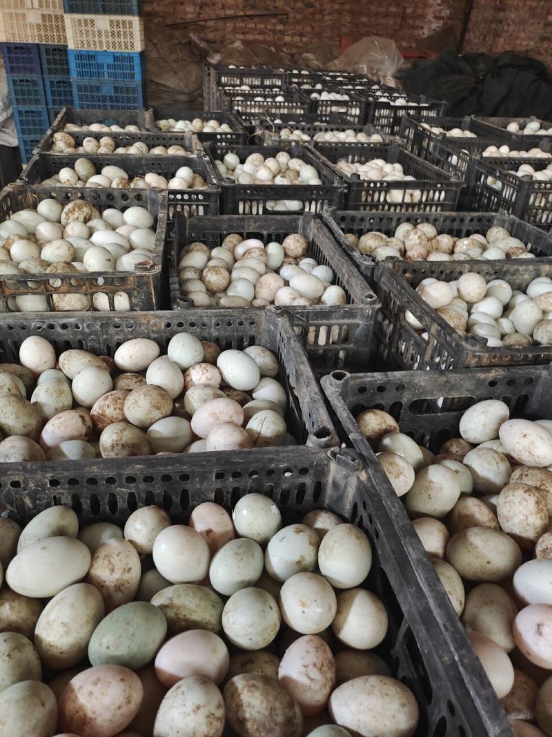 大量出售经文哑巴蛋各种蛋品，量大从优，价格美丽。寻长期合