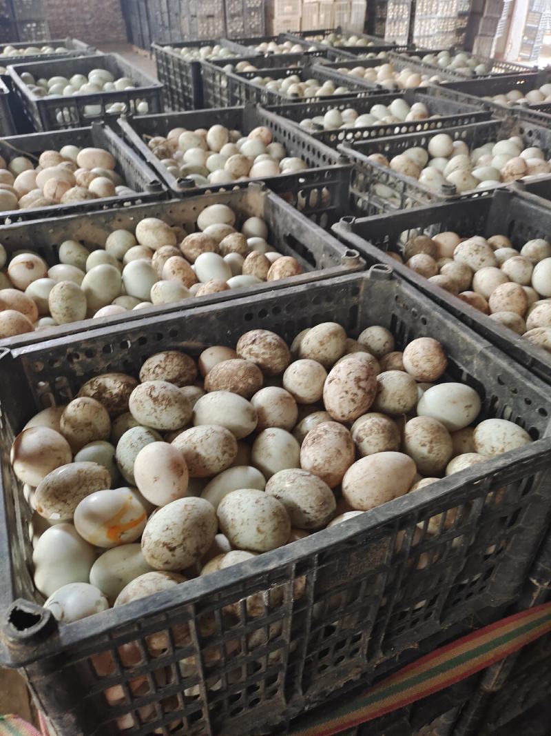 大量出售经文哑巴蛋各种蛋品，量大从优，价格美丽。寻长期合