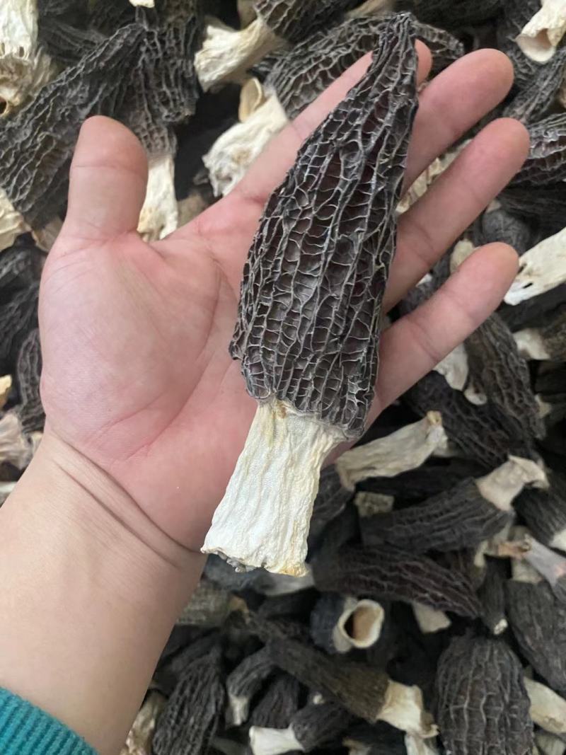 河南四川云南羊肚菌产地直发