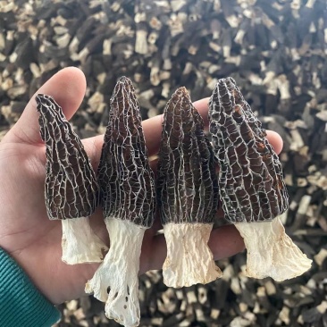 河南四川云南羊肚菌产地直发
