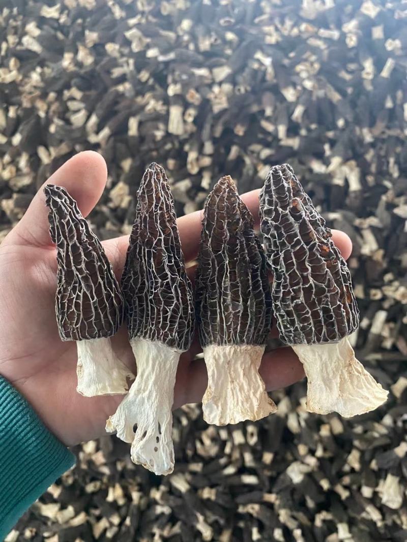 河南四川云南羊肚菌产地直发