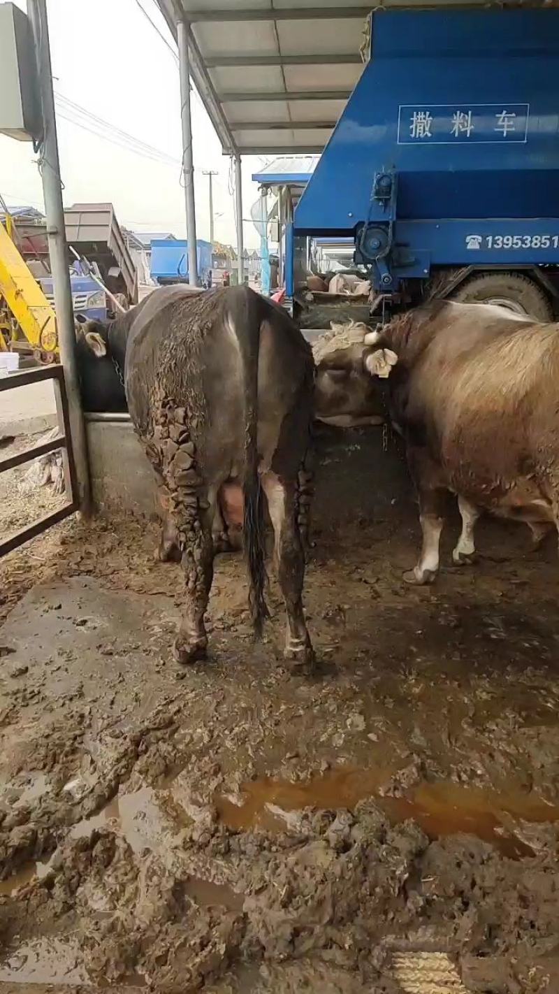 肉牛肥牛活牛大量出栏