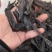 【包邮】水蛭蚂蟥水蛭干水蛭粉清水水蛭金边水蛭水蛭