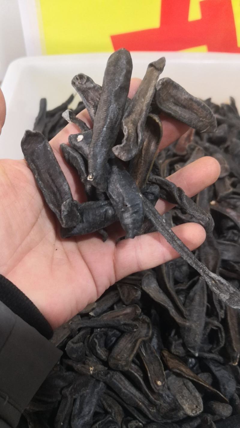 【包邮】水蛭蚂蟥水蛭干水蛭粉清水水蛭金边水蛭水蛭