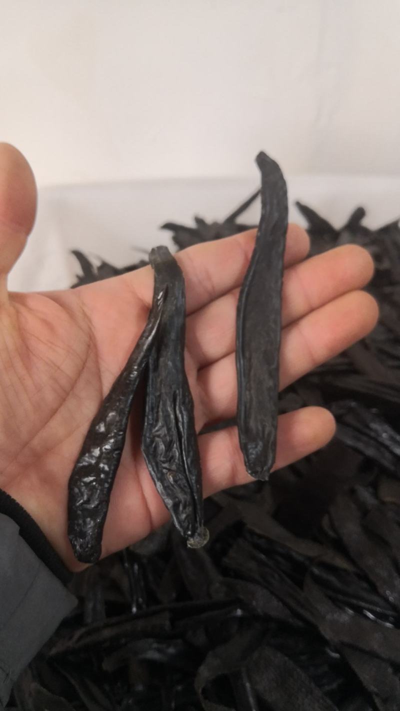 【包邮】水蛭蚂蟥水蛭干水蛭粉清水水蛭金边水蛭水蛭
