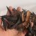 【包邮】水蛭蚂蟥水蛭干水蛭粉清水水蛭金边水蛭水蛭